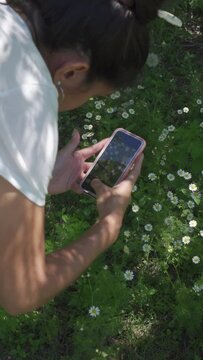 young latin woman taking a picture of some white daisies with a cell phone, in the field