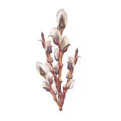 Watercolor willow isolated on white background. Hand-drawn brown branch herb for spring Easter decor. Botanical antique bouquet illustration for wallpaper and florist. Nature clipart