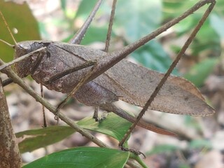 A brown grasshopper named (Cricket Nisitrus vittatus) perched on green leaves camouflaged among the leaves in the hot sunlight