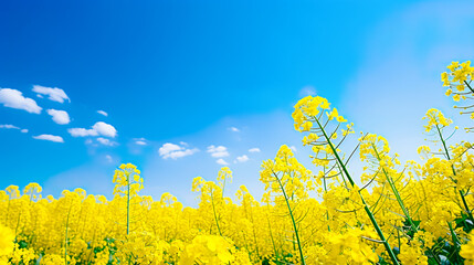 青空の下美しく咲く菜の花畑