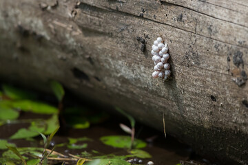 Florida Applesnail (Pomacea paludosa) Eggs