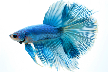 blue betta fish swimming  backgrount transparant