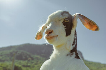 goat with black and white fur on a farm with green grass and blue sky.