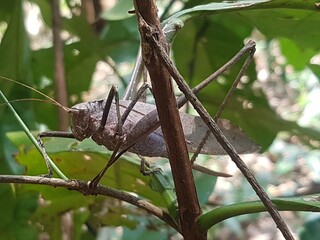 A brown grasshopper named (Cricket Nisitrus vittatus) perched on green leaves camouflaged among the leaves in the hot sunlight