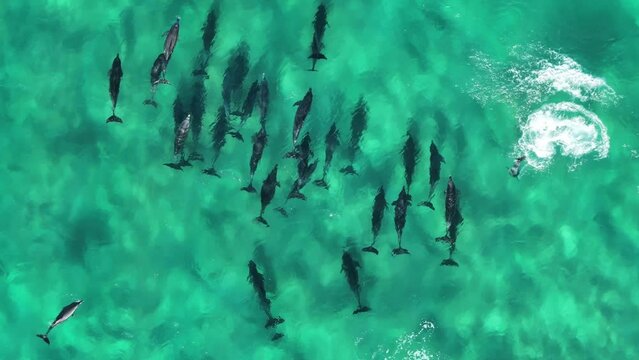 Dolphins in pristine clear water from drone Australia