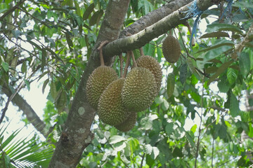 durian fruit still on tree