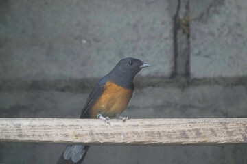 Fototapeta premium bird on the branch 