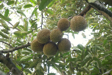 durian fruit still on tree