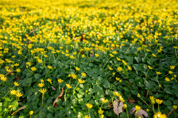 Johns Hopkins, yellow flowers, early spring, 