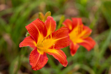 Fototapeta premium Lily in the garden
