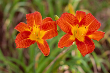 Lily in the garden