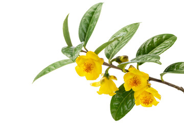 golden camellia branch with flowers and leafs isolated on white background.