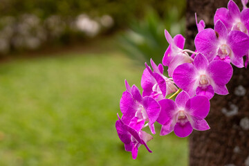 Flowers in the garden