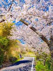 Fototapeta premium 桜 ソメイヨシノ 香川県の女木島