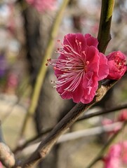 濃いピンク色の梅の花