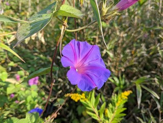 朝日を受けるアサガオ