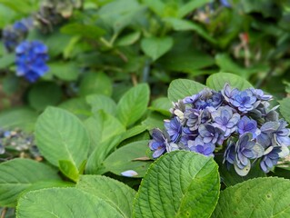 青と白が混ざったアジサイの花