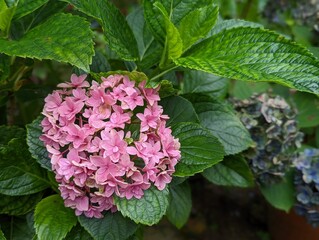 ピンク色のアジサイ