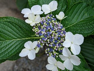 薄水色のアジサイ