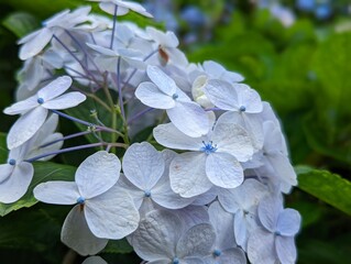 水色のアジサイ