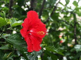 南国で見かける赤い花、ハイビスカス