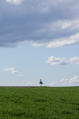緑の麦畑と青空
