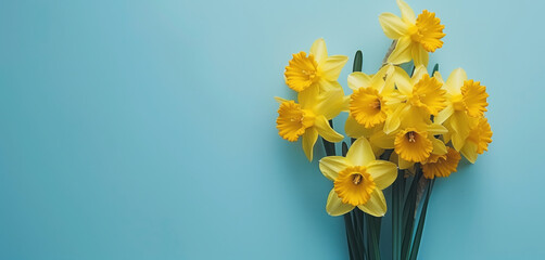 Bunch of yellow daffodils against a blue isolated background with room for text, suitable for a header. Representing daffodil day, cancer council society. 