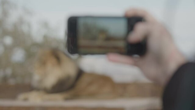Wildlife photography taking photos of lions in zoos