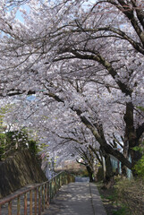 Cherry blossom in school zone / 桜のトンネルが続く道～通学路に咲く満開の桜の花（小学校・中学校）