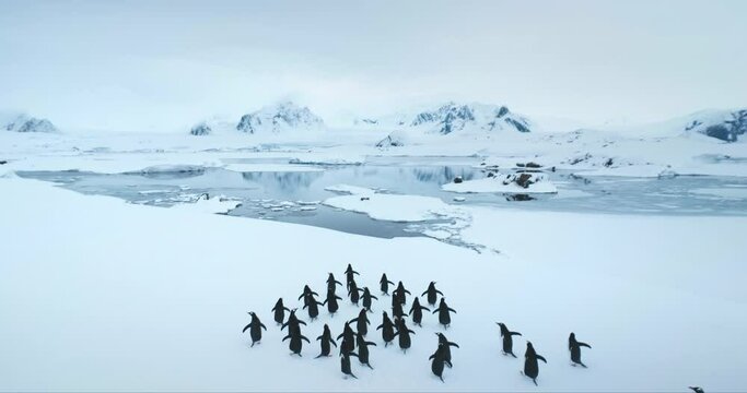 Gentoo penguins group walking snow covered hill in Antarctica. Funny sea birds running to frozen ocean bay, mountains in background. Explore Antarctic wildlife animal behavior. Aerial view drone shot