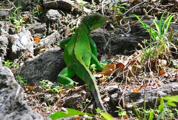 Iguanas,las tenemos en muchas regiones del pais,y muchas en las plazas.