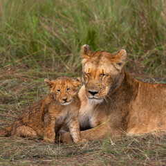 baby lion with mom, maasai mara