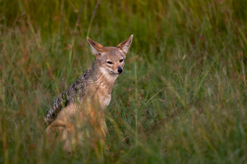 portrait of black backed jackal in maasai mara