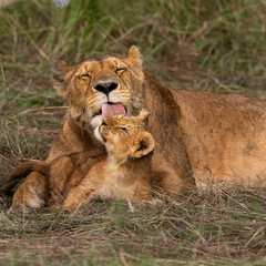 baby lion with mom, maasai mara © tony