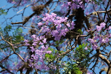 Purple jacarandas bloom on the streets of Buenos Aires. Jacaranda flowers are a symbol of spring in...