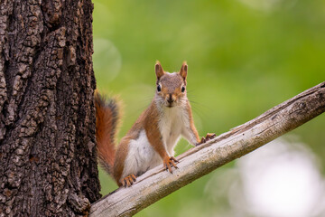 red squirrel on a tree branch in the woods