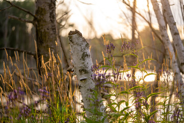 birch tree stump in the warm light of sunset in the wetlands