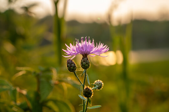 purple thistle blossom in the warm light of sunset