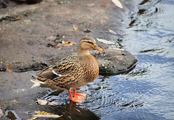 Mallard hen stands at rocky edge of pond, feet visible
