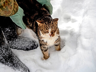 the cat squints and purrs while standing in the snow - 756885673
