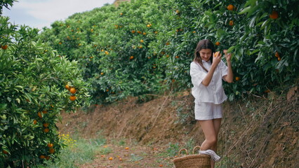 Woman farmer harvesting oranges fruits garden. Lady putting tangerine in basket