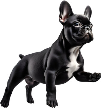 Picture of an adorable French bulldog.