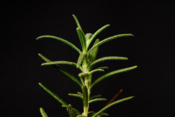In the captivating contrast against a black backdrop, a close-up of the vibrant green Rosemary plant (Rosmarinus officinalis), exuding freshness and vitality.