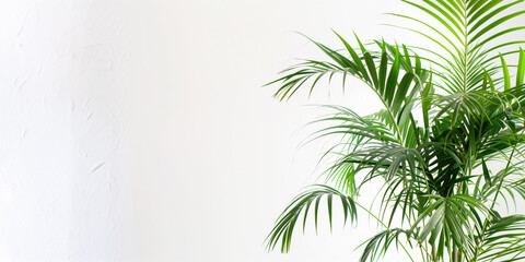 Indoor areca palm plant with green leaves, header on a white isolated background.  