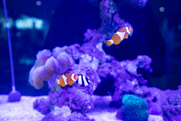 a group of nemo fish or clown fish swimming around the anemon and coral