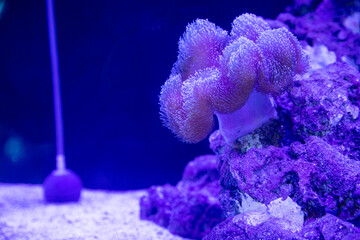 several types of coral and sea anemones such as Stichodactyla gigantea, bubble tip, and liponenma...