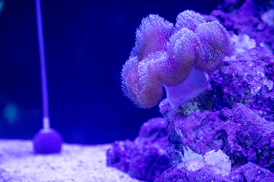 several types of coral and sea anemones such as Stichodactyla gigantea, bubble tip, and liponenma which are often used as shelter for clownfish