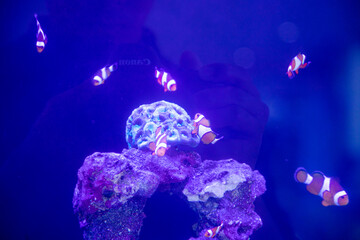 a group of nemo fish or clown fish swimming around the anemon and coral