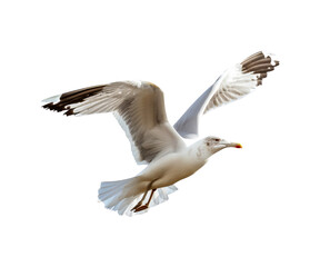 Fototapeta premium _Seagull_flying