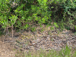 a closeup shot of dry grass in a forest
